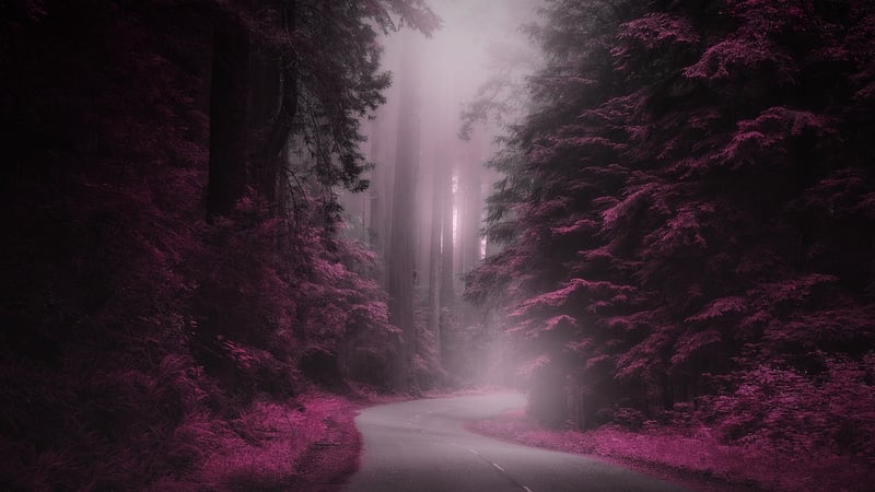 Enchanted Pathways